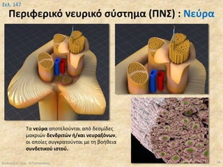 Περιφερικό νευρικό σύστημα (ΠΝΣ) : Νεύρα
Βιολογία Α' Λυκ.- Θ.Ταντανάσης 28
Σελ. 147
Τα νεύρα αποτελούνται από δεσμίδες
μακριών δενδριτών ή/και νευραξόνων,
οι οποίες συγκρατούνται με τη βοήθεια
συνδετικού ιστού.
 