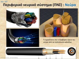 Περιφερικό νευρικό σύστημα (ΠΝΣ) : Νεύρα
Βιολογία Α' Λυκ.- Θ.Ταντανάσης 29
Σελ. 147
Τι ομοιότητες και τι διαφορές έχουν τα
νεύρα από τα πολύκλωνα καλώδια;
 