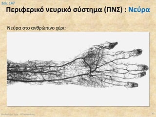 Περιφερικό νευρικό σύστημα (ΠΝΣ) : Νεύρα
Βιολογία Α' Λυκ.- Θ.Ταντανάσης 30
Σελ. 147
Νεύρα στο ανθρώπινο χέρι:
 