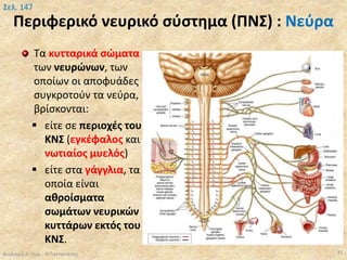 Περιφερικό νευρικό σύστημα (ΠΝΣ) : Νεύρα
Τα κυτταρικά σώματα
των νευρώνων, των
οποίων οι αποφυάδες
συγκροτούν τα νεύρα,
βρίσκονται:
 είτε σε περιοχές του
ΚΝΣ (εγκέφαλος και
νωτιαίος μυελός)
 είτε στα γάγγλια, τα
οποία είναι
αθροίσματα
σωμάτων νευρικών
κυττάρων εκτός του
ΚΝΣ.
Βιολογία Α' Λυκ.- Θ.Ταντανάσης 31
Σελ. 147
 