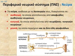 Περιφερικό νευρικό σύστημα (ΠΝΣ) : Νεύρα
Τα νεύρα, ανάλογα με τη λειτουργία τους, διακρίνονται σε:
 αισθητικά, τα οποία αποτελούνται από αποφυάδες
αισθητικών νευρώνων,
 κινητικά, τα οποία αποτελούνται από νευράξονες κινητικών
νευρώνων
 μεικτά, τα οποία περιέχουν και τα δύο είδη αποφυάδων
Βιολογία Α' Λυκ.- Θ.Ταντανάσης 32
Σελ. 147
 
