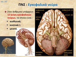 ΠΝΣ : Εγκεφαλικά νεύρα
Στον άνθρωπο υπάρχουν
12 ζεύγη εγκεφαλικών
νεύρων, τα οποία είναι :
 αισθητικά,
 κινητικά ή
 μεικτά.
Βιολογία Α' Λυκ.- Θ.Ταντανάσης 33
Σελ. 147
οσφρητική
οδός
οσφρητικό (Ι)
οπτική
οδός
οπτικό (ΙΙ)
νωτιαίος
μυελός
ακουστικό-
αιθουσαίο
(VIΙΙ)
 