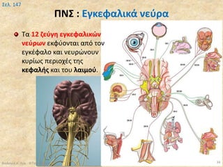 ΠΝΣ : Εγκεφαλικά νεύρα
Τα 12 ζεύγη εγκεφαλικών
νεύρων εκφύονται από τον
εγκέφαλο και νευρώνουν
κυρίως περιοχές της
κεφαλής και του λαιμού.
Βιολογία Α' Λυκ.- Θ.Ταντανάσης 34
Σελ. 147
 