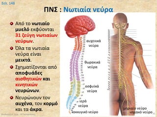 ΠΝΣ : Νωτιαία νεύρα
Από το νωτιαίο
μυελό εκφύονται
31 ζεύγη νωτιαίων
νεύρων.
Όλα τα νωτιαία
νεύρα είναι
μεικτά.
Σχηματίζονται από
αποφυάδες
αισθητικών και
κινητικών
νευρώνων.
Νευρώνουν τον
αυχένα, τον κορμό
και τα άκρα.
Βιολογία Α' Λυκ.- Θ.Ταντανάσης 35
Σελ. 148
αυχενικά
νεύρα
θωρακικά
νεύρα
οσφυϊκά
νεύρα
ιερά
νεύρα
κοκκυγικό νεύρο ισχιακό νεύρο
μηριαίο νεύρο
 