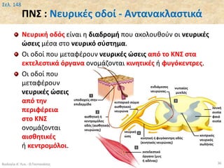 ΠΝΣ : Νευρικές οδοί - Αντανακλαστικά
Νευρική οδός είναι η διαδρομή που ακολουθούν οι νευρικές
ώσεις μέσα στο νευρικό σύστημα.
Οι οδοί που μεταφέρουν νευρικές ώσεις από το ΚΝΣ στα
εκτελεστικά όργανα ονομάζονται κινητικές ή φυγόκεντρες.
Οι οδοί που
μεταφέρουν
νευρικές ώσεις
από την
περιφέρεια
στο ΚΝΣ
ονομάζονται
αισθητικές
ή κεντρομόλοι.
Βιολογία Α' Λυκ.- Θ.Ταντανάσης 36
Σελ. 148
 