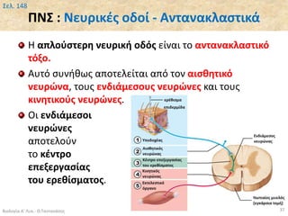 ΠΝΣ : Νευρικές οδοί - Αντανακλαστικά
Η απλούστερη νευρική οδός είναι το αντανακλαστικό
τόξο.
Αυτό συνήθως αποτελείται από τον αισθητικό
νευρώνα, τους ενδιάμεσους νευρώνες και τους
κινητικούς νευρώνες.
Οι ενδιάμεσοι
νευρώνες
αποτελούν
το κέντρο
επεξεργασίας
του ερεθίσματος.
Βιολογία Α' Λυκ.- Θ.Ταντανάσης 37
Σελ. 148
 