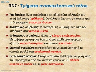 ΠΝΣ : Τμήματα αντανακλαστικού τόξου
Υποδοχέας: Είναι ευαίσθητος σε ειδικό τύπο αλλαγών του
περιβάλλοντος (ερέθισμα). Οι αλλαγές έχουν ως αποτέλεσμα
τη δημιουργία νευρικών ώσεων.
Αισθητικός νευρώνας: Μεταφέρει τη νευρική ώση από τον
υποδοχέα στο νωτιαίο μυελό.
Ενδιάμεσος νευρώνας: Είναι το κέντρο επεξεργασίας.
Μεταφέρει τη νευρική ώση από τον αισθητικό νευρώνα
α) στον κινητικό νευρώνα και β) στον εγκέφαλο.
Κινητικός νευρώνας: Μεταφέρει τη νευρική ώση από το
νωτιαίο μυελό στα εκτελεστικά όργανα.
Εκτελεστικό όργανο: Αποκρίνεται στο ερέθισμα (νευρική ώση)
που προέρχεται από τον κινητικό νευρώνα. Οι αδένες
εκκρίνουν ουσίες και οι μύες συσπώνται.
Βιολογία Α' Λυκ.- Θ.Ταντανάσης 39
Σελ. 149
 