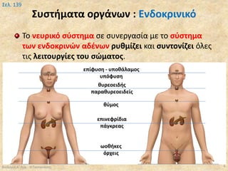 Συστήματα οργάνων : Ενδοκρινικό
Βιολογία Α' Λυκ.- Θ.Ταντανάσης 4
Σελ. 139
Το νευρικό σύστημα σε συνεργασία με το σύστημα
των ενδοκρινών αδένων ρυθμίζει και συντονίζει όλες
τις λειτουργίες του σώματος.
επίφυση - υποθάλαμος
υπόφυση
επινεφρίδια
πάγκρεας
ωοθήκες
όρχεις
θύμος
θυρεοειδής
παραθυρεοειδείς
 