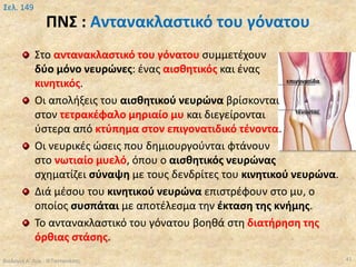 ΠΝΣ : Αντανακλαστικό του γόνατου
Στο αντανακλαστικό του γόνατου συμμετέχουν
δύο μόνο νευρώνες: ένας αισθητικός και ένας
κινητικός.
Οι απολήξεις του αισθητικού νευρώνα βρίσκονται
στον τετρακέφαλο μηριαίο μυ και διεγείρονται
ύστερα από κτύπημα στον επιγονατιδικό τένοντα.
Οι νευρικές ώσεις που δημιουργούνται φτάνουν
στο νωτιαίο μυελό, όπου ο αισθητικός νευρώνας
σχηματίζει σύναψη με τους δενδρίτες του κινητικού νευρώνα.
Διά μέσου του κινητικού νευρώνα επιστρέφουν στο μυ, ο
οποίος συσπάται με αποτέλεσμα την έκταση της κνήμης.
Το αντανακλαστικό του γόνατου βοηθά στη διατήρηση της
όρθιας στάσης.
Βιολογία Α' Λυκ.- Θ.Ταντανάσης 41
Σελ. 149
 