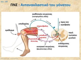 ΠΝΣ : Αντανακλαστικό του γόνατου
Βιολογία Α' Λυκ.- Θ.Ταντανάσης 42
Σελ. 149
 