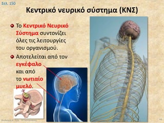 Κεντρικό νευρικό σύστημα (ΚΝΣ)
Το Κεντρικό Νευρικό
Σύστημα συντονίζει
όλες τις λειτουργίες
του οργανισμού.
Αποτελείται από τον
εγκέφαλο
και από
το νωτιαίο
μυελό.
Βιολογία Α' Λυκ.- Θ.Ταντανάσης 44
Σελ. 150
 