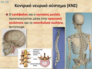 Κεντρικό νευρικό σύστημα (ΚΝΣ)
Ο εγκέφαλος και ο νωτιαίος μυελός
προστατεύονται μέσα στην κρανιακή
κοιλότητα και το σπονδυλικό σωλήνα,
αντίστοιχα.
Βιολογία Α' Λυκ.- Θ.Ταντανάσης 45
Σελ. 150
 