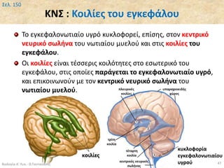 ΚΝΣ : Κοιλίες του εγκεφάλου
Το εγκεφαλονωτιαίο υγρό κυκλοφορεί, επίσης, στον κεντρικό
νευρικό σωλήνα του νωτιαίου μυελού και στις κοιλίες του
εγκεφάλου.
Οι κοιλίες είναι τέσσερις κοιλότητες στο εσωτερικό του
εγκεφάλου, στις οποίες παράγεται το εγκεφαλονωτιαίο υγρό,
και επικοινωνούν με τον κεντρικό νευρικό σωλήνα του
νωτιαίου μυελού.
Βιολογία Α' Λυκ.- Θ.Ταντανάσης 47
Σελ. 150
κυκλοφορία
εγκεφαλονωτιαίου
υγρού
 