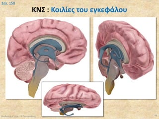 ΚΝΣ : Κοιλίες του εγκεφάλου
Βιολογία Α' Λυκ.- Θ.Ταντανάσης 48
Σελ. 150
 