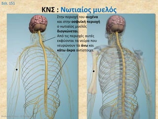ΚΝΣ : Νωτιαίος μυελός
Βιολογία Α' Λυκ.- Θ.Ταντανάσης 50
Σελ. 151
Στην περιοχή του αυχένα
και στην οσφυϊκή περιοχή
ο νωτιαίος μυελός
διογκώνεται.
Από τις περιοχές αυτές
εκφύονται τα νεύρα που
νευρώνουν τα άνω και
κάτω άκρα αντίστοιχα.
 