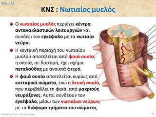 ΚΝΣ : Νωτιαίος μυελός
Ο νωτιαίος μυελός περιέχει κέντρα
αντανακλαστικών λειτουργιών και
συνδέει τον εγκέφαλο με τα νωτιαία
νεύρα.
Η κεντρική περιοχή του νωτιαίου
μυελού αποτελείται από φαιά ουσία,
η οποία, σε διατομή, έχει σχήμα
πεταλούδας με ανοικτά φτερά.
Η φαιά ουσία αποτελείται κυρίως από
κυτταρικά σώματα, ενώ η λευκή ουσία,
που περιβάλλει τη φαιά, από μακριούς
νευράξονες. Αυτοί συνδέουν τον
εγκέφαλο, μέσω των νωτιαίων νεύρων,
με τα διάφορα τμήματα του σώματος.
Βιολογία Α' Λυκ.- Θ.Ταντανάσης 51
Σελ. 151
 