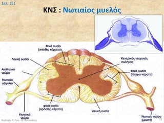 ΚΝΣ : Νωτιαίος μυελός
Βιολογία Α' Λυκ.- Θ.Ταντανάσης 52
Σελ. 151
 