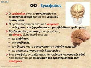ΚΝΣ : Εγκέφαλος
Ο εγκέφαλος είναι το μεγαλύτερο και
το πολυπλοκότερο τμήμα του νευρικού
συστήματος.
Ο εγκέφαλος αποτελείται από νευρώνες,
που δέχονται, επεξεργάζονται και μεταβιβάζουν ερεθίσματα.
Εξειδικευμένες περιοχές του εγκεφάλου,
τα κέντρα, είναι υπεύθυνες για:
 τις αισθήσεις,
 την αντίληψη,
 τον έλεγχο και το συντονισμό των μυϊκών κινήσεων
 τις ανώτερες πνευματικές λειτουργίες.
Στον εγκέφαλο εντοπίζονται επίσης κέντρα και νευρικές οδοί,
που σχετίζονται με τη ρύθμιση της δραστηριότητας των
σπλάχνων.
Βιολογία Α' Λυκ.- Θ.Ταντανάσης 53
Σελ. 152
 
