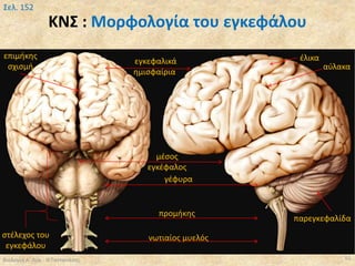 ΚΝΣ : Μορφολογία του εγκεφάλου
Βιολογία Α' Λυκ.- Θ.Ταντανάσης 55
Σελ. 152
μέσος
εγκέφαλος
γέφυρα
προμήκης
νωτιαίος μυελός
παρεγκεφαλίδα
έλικα
αύλακα
εγκεφαλικά
ημισφαίρια
στέλεχος του
εγκεφάλου
επιμήκης
σχισμή
 