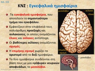 ΚΝΣ : Εγκεφαλικά ημισφαίρια
Τα εγκεφαλικά ημισφαίρια, που
αποτελούν το σημαντικότερο
τμήμα του εγκεφάλου.
Εμφανίζουν στην επιφάνειά τους
πολυάριθμες προεξοχές και
αυλακώσεις, οι οποίες ονομάζονται
έλικες και αύλακες αντίστοιχα.
Οι βαθύτερες αύλακες ονομάζονται
σχισμές.
Η επιμήκης σχισμή χωρίζει το
αριστερό από το δεξί ημισφαίριο.
Τα δύο ημισφαίρια συνδέονται στη
βάση τους με μία «γέφυρα» νευρικών
αποφυάδων, το μεσολόβιο.
Βιολογία Α' Λυκ.- Θ.Ταντανάσης 56
Σελ. 153
έλικα
αύλακαμεσολόβιο
επιμήκης
σχισμή
μεσολόβιο
 