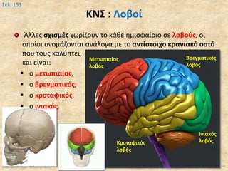 ΚΝΣ : Λοβοί
Άλλες σχισμές χωρίζουν το κάθε ημισφαίριο σε λοβούς, οι
οποίοι ονομάζονται ανάλογα με το αντίστοιχο κρανιακό οστό
που τους καλύπτει,
και είναι:
 ο μετωπιαίος,
 ο βρεγματικός,
 ο κροταφικός,
 ο ινιακός.
Βιολογία Α' Λυκ.- Θ.Ταντανάσης 58
Σελ. 153
Μετωπιαίος
λοβός
Κροταφικός
λοβός
Βρεγματικός
λοβός
Ινιακός
λοβός
 