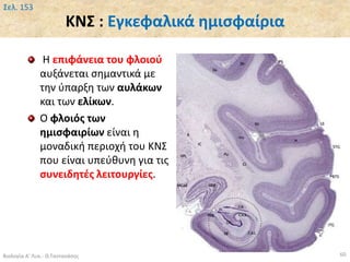 ΚΝΣ : Εγκεφαλικά ημισφαίρια
Βιολογία Α' Λυκ.- Θ.Ταντανάσης 60
Σελ. 153
Η επιφάνεια του φλοιού
αυξάνεται σημαντικά με
την ύπαρξη των αυλάκων
και των ελίκων.
Ο φλοιός των
ημισφαιρίων είναι η
μοναδική περιοχή του ΚΝΣ
που είναι υπεύθυνη για τις
συνειδητές λειτουργίες.
 