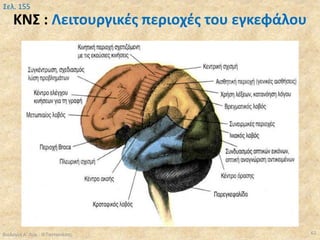 ΚΝΣ : Λειτουργικές περιοχές του εγκεφάλου
Βιολογία Α' Λυκ.- Θ.Ταντανάσης 62
Σελ. 155
 
