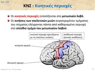 ΚΝΣ : Κινητικές περιοχές
Βιολογία Α' Λυκ.- Θ.Ταντανάσης 63
Σελ. 155
Οι κινητικές περιοχές εντοπίζονται στο μετωπιαίο λοβό.
Οι κινήσεις των σκελετικών μυών συγκεκριμένου τμήματος
του σώματος ελέγχονται πάντα από καθορισμένη περιοχή
στο οπίσθιο τμήμα του μετωπιαίου λοβού.
κινητική περιοχή σχετιζόμενη
με τις εκούσιες κινήσεις
αισθητική περιοχή
(γενικές αισθήσεις)
κεντρική σχισμή
πλευρική σχισμή
 