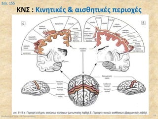 ΚΝΣ : Κινητικές & αισθητικές περιοχές
Βιολογία Α' Λυκ.- Θ.Ταντανάσης 64
Σελ. 155
 
