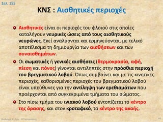 ΚΝΣ : Αισθητικές περιοχές
Βιολογία Α' Λυκ.- Θ.Ταντανάσης 66
Σελ. 155
Αισθητικές είναι οι περιοχές του φλοιού στις οποίες
καταλήγουν νευρικές ώσεις από τους αισθητικούς
νευρώνες. Εκεί αναλύονται και ερμηνεύονται, με τελικό
αποτέλεσμα τη δημιουργία των αισθήσεων και των
συναισθημάτων.
Οι σωματικές ή γενικές αισθήσεις (θερμοκρασία, αφή,
πίεση και πόνος) γίνονται αντιληπτές στην πρόσθια περιοχή
του βρεγματικού λοβού. Όπως συμβαίνει και με τις κινητικές
περιοχές, καθορισμένες περιοχές του βρεγματικού λοβού
είναι υπεύθυνες για την αντίληψη των ερεθισμάτων που
προέρχονται από συγκεκριμένα τμήματα του σώματος.
Στο πίσω τμήμα του ινιακού λοβού εντοπίζεται το κέντρο
της όρασης, και στον κροταφικό, το κέντρο της ακοής.
 