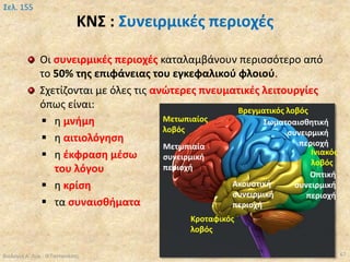 ΚΝΣ : Συνειρμικές περιοχές
Βιολογία Α' Λυκ.- Θ.Ταντανάσης 67
Σελ. 155
Οι συνειρμικές περιοχές καταλαμβάνουν περισσότερο από
το 50% της επιφάνειας του εγκεφαλικού φλοιού.
Σχετίζονται με όλες τις ανώτερες πνευματικές λειτουργίες
όπως είναι:
 η μνήμη
 η αιτιολόγηση
 η έκφραση μέσω
του λόγου
 η κρίση
 τα συναισθήματα
Μετωπιαίος
λοβός
Κροταφικός
λοβός
Βρεγματικός λοβός
Ινιακός
λοβός
Μετωπιαία
συνειρμική
περιοχή
Ακουστική
συνειρμική
περιοχή
Οπτική
συνειρμική
περιοχή
Σωματοαισθητική
συνειρμική
περιοχή
 