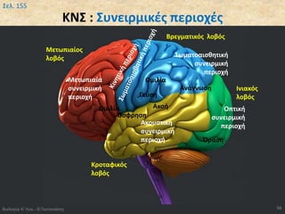 ΚΝΣ : Συνειρμικές περιοχές
Βιολογία Α' Λυκ.- Θ.Ταντανάσης 68
Σελ. 155
Μετωπιαίος
λοβός
Κροταφικός
λοβός
Βρεγματικός λοβός
Ινιακός
λοβός
Μετωπιαία
συνειρμική
περιοχή
Ακουστική
συνειρμική
περιοχή
Οπτική
συνειρμική
περιοχή
Σωματοαισθητική
συνειρμική
περιοχή
Όραση
Ανάγνωση
Ακοή
Όσφρηση
Ομιλία
Ομιλία
Γεύση
 