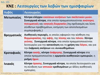 Λοβός Λειτουργίες
Μετωπιαίος Κέντρα ελέγχου εκούσιων κινήσεων των σκελετικών μυών.
Συνειρμικά κέντρα, στα οποία πραγματοποιούνται ανώτερες
πνευματικές και νοητικές διεργασίες (πχ σχεδιασμός και λύση
σύνθετων προβλημάτων, εκτίμηση των αποτελεσμάτων
συμπεριφοράς.)
Βρεγματικός Αισθητικές περιοχές, οι οποίες αφορούν την αίσθηση της
θερμοκρασίας, της αφής, της πίεσης και του πόνου. Κέντρο
γεύσης. Συνειρμικά κέντρα, στα οποία πραγματοποιούνται
λειτουργίες για την κατανόηση και τη χρήση του λόγου, και για
την έκφραση σκέψεων και συναισθημάτων.
Κροταφικός Κέντρο ακοής, κέντρο όσφρησης. Συνειρμικά κέντρα στα
οποία πραγματοποιείται η ερμηνεία αισθητικών εμπειριών, η
μνήμη ήχων.
Ινιακός Κέντρο όρασης. Συνειρμικά κέντρα, τα οποία λειτουργούν για
τη σύνδεση των οπτικών ερεθισμάτων με άλλες αισθητικές
εμπειρίες.
ΚΝΣ : Λειτουργίες των λοβών των ημισφαιρίων
Βιολογία Α' Λυκ.- Θ.Ταντανάσης 69
Σελ. 155
 