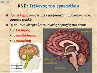 ΚΝΣ : Στέλεχος του εγκεφάλου
Το στέλεχος συνδέει τα εγκεφαλικά ημισφαίρια με το
νωτιαίο μυελό.
Οι σημαντικότερες λειτουργικές περιοχές του είναι:
 ο θάλαμος
 ο υποθάλαμος
 ο προμήκης
Βιολογία Α' Λυκ.- Θ.Ταντανάσης 70
Σελ. 159
προμήκης
θάλαμος
υποθάλαμος
μεσολόβιο
 
