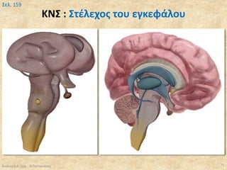 ΚΝΣ : Στέλεχος του εγκεφάλου
Βιολογία Α' Λυκ.- Θ.Ταντανάσης 71
Σελ. 159
 