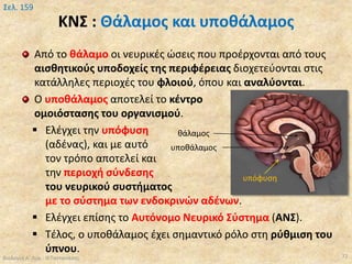 ΚΝΣ : Θάλαμος και υποθάλαμος
Από το θάλαμο οι νευρικές ώσεις που προέρχονται από τους
αισθητικούς υποδοχείς της περιφέρειας διοχετεύονται στις
κατάλληλες περιοχές του φλοιού, όπου και αναλύονται.
Ο υποθάλαμος αποτελεί το κέντρο
ομοιόστασης του οργανισμού.
 Ελέγχει την υπόφυση
(αδένας), και με αυτό
τον τρόπο αποτελεί και
την περιοχή σύνδεσης
του νευρικού συστήματος
με το σύστημα των ενδοκρινών αδένων.
 Ελέγχει επίσης το Αυτόνομο Νευρικό Σύστημα (ΑΝΣ).
 Τέλος, ο υποθάλαμος έχει σημαντικό ρόλο στη ρύθμιση του
ύπνου.
Βιολογία Α' Λυκ.- Θ.Ταντανάσης 72
Σελ. 159
υπόφυση
θάλαμος
υποθάλαμος
 
