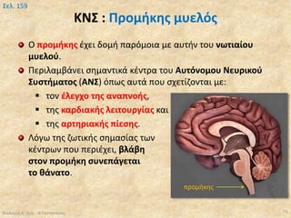 ΚΝΣ : Προμήκης μυελός
Ο προμήκης έχει δομή παρόμοια με αυτήν του νωτιαίου
μυελού.
Περιλαμβάνει σημαντικά κέντρα του Αυτόνομου Νευρικού
Συστήματος (ΑΝΣ) όπως αυτά που σχετίζονται με:
 τον έλεγχο της αναπνοής,
 της καρδιακής λειτουργίας και
 της αρτηριακής πίεσης.
Λόγω της ζωτικής σημασίας των
κέντρων που περιέχει, βλάβη
στον προμήκη συνεπάγεται
το θάνατο.
Βιολογία Α' Λυκ.- Θ.Ταντανάσης 73
Σελ. 159
προμήκης
 