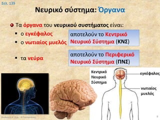 Νευρικό σύστημα: Όργανα
Τα όργανα του νευρικού συστήματος είναι:
 ο εγκέφαλος
 ο νωτιαίος μυελός
 τα νεύρα
Βιολογία Α' Λυκ.- Θ.Ταντανάσης 8
Σελ. 139
αποτελούν το Κεντρικό
Νευρικό Σύστημα (ΚΝΣ)
αποτελούν το Περιφερικό
Νευρικό Σύστημα (ΠΝΣ)
 