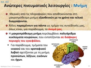 Ανώτερες πνευματικές λειτουργίες : Μνήμη
Μερικές από τις πληροφορίες που αποθηκεύονται στη
μακροπρόθεσμη μνήμη εξασθενούν με το χρόνο και τελικά
διαγράφονται.
Άλλες παραμένουν για πάντα ως τμήμα της συνείδησής μας,
όπως είναι, για παράδειγμα, το όνομά μας.
Η μακροπρόθεσμη μνήμη περιλαμβάνει πολυάριθμα
κυκλώματα νευρώνων, που εντοπίζονται σε διάφορες
περιοχές του εγκεφάλου.
 Για παράδειγμα, τμήματα του
ινιακού και του κροταφικού
λοβού σχετίζονται με τη μνήμη
προσώπων, λέξεων, εικόνων
και ήχων.
Βιολογία Α' Λυκ.- Θ.Ταντανάσης 81
Σελ. 163
 