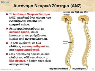Αυτόνομο Νευρικό Σύστημα (ΑΝΣ)
Το Αυτόνομο Νευρικό Σύστημα
(ΑΝΣ) περιλαμβάνει κέντρα που
εντοπίζονται στο ΚΝΣ και
κινητικά νεύρα.
Λειτουργεί συνεχώς και με
ακούσιο τρόπο, και οι
λειτουργίες του ρυθμίζονται
κυρίως από αντανακλαστικά.
Το ΑΝΣ χωρίζεται σε δύο
κλάδους, στο συμπαθητικό και
στο παρασυμπαθητικό.
Στην περίπτωση που και οι δύο
κλάδοι του ΑΝΣ νευρώνουν το
ίδιο όργανο, η δράση τους είναι
ανταγωνιστική.
Βιολογία Α' Λυκ.- Θ.Ταντανάσης 89
Σελ. 165
παρασυμπαθητικό συμπαθητικό
κέντρα του ΑΝΣ στο ΚΝΣ
 