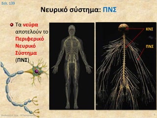 Νευρικό σύστημα: ΠΝΣ
Τα νεύρα
αποτελούν το
Περιφερικό
Νευρικό
Σύστημα
(ΠΝΣ)
Βιολογία Α' Λυκ.- Θ.Ταντανάσης 9
Σελ. 139
ΠΝΣ
ΚΝΣ
 