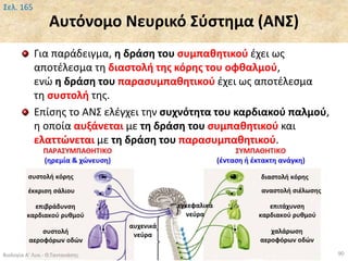 Αυτόνομο Νευρικό Σύστημα (ΑΝΣ)
Για παράδειγμα, η δράση του συμπαθητικού έχει ως
αποτέλεσμα τη διαστολή της κόρης του οφθαλμού,
ενώ η δράση του παρασυμπαθητικού έχει ως αποτέλεσμα
τη συστολή της.
Επίσης το ΑΝΣ ελέγχει την συχνότητα του καρδιακού παλμού,
η οποία αυξάνεται με τη δράση του συμπαθητικού και
ελαττώνεται με τη δράση του παρασυμπαθητικού.
Βιολογία Α' Λυκ.- Θ.Ταντανάσης 90
Σελ. 165
 