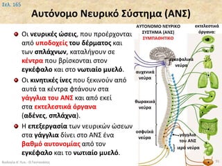 Αυτόνομο Νευρικό Σύστημα (ΑΝΣ)
Οι νευρικές ώσεις, που προέρχονται
από υποδοχείς του δέρματος και
των σπλάχνων, καταλήγουν σε
κέντρα που βρίσκονται στον
εγκέφαλο και στο νωτιαίο μυελό.
Οι κινητικές ίνες που ξεκινούν από
αυτά τα κέντρα φτάνουν στα
γάγγλια του ΑΝΣ και από εκεί
στα εκτελεστικά όργανα
(αδένες, σπλάχνα).
Η επεξεργασία των νευρικών ώσεων
στα γάγγλια δίνει στο ΑΝΣ ένα
βαθμό αυτονομίας από τον
εγκέφαλο και το νωτιαίο μυελό.
Βιολογία Α' Λυκ.- Θ.Ταντανάσης 91
Σελ. 165
 