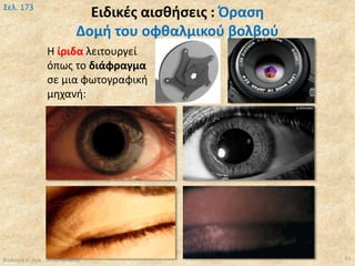 Βιολογία Α' Λυκ.- Θ.Ταντανάσης
Σελ. 173
93
Η ίριδα λειτουργεί
όπως το διάφραγμα
σε μια φωτογραφική
μηχανή:
Ειδικές αισθήσεις : Όραση
Δομή του οφθαλμικού βολβού
 