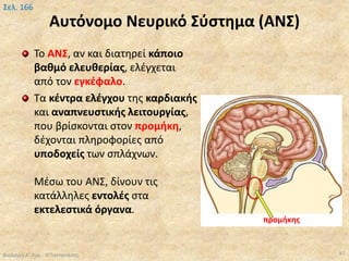 Αυτόνομο Νευρικό Σύστημα (ΑΝΣ)
Το ΑΝΣ, αν και διατηρεί κάποιο
βαθμό ελευθερίας, ελέγχεται
από τον εγκέφαλο.
Τα κέντρα ελέγχου της καρδιακής
και αναπνευστικής λειτουργίας,
που βρίσκονται στον προμήκη,
δέχονται πληροφορίες από
υποδοχείς των σπλάχνων.
Μέσω του ΑΝΣ, δίνουν τις
κατάλληλες εντολές στα
εκτελεστικά όργανα.
Βιολογία Α' Λυκ.- Θ.Ταντανάσης 97
Σελ. 166
προμήκης
 