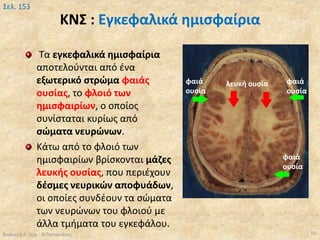 Biology a lyk-kef9