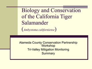 Biology and Conservation of the California Tiger Salamander ( Ambystoma californiense ) Alameda County Conservation Partnership Workshop Tri-Valley Mitigation Monitoring Summary 