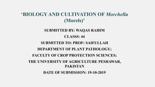 ‘BIOLOGYAND CULTIVATION OF Morchella
(Morels)’
SUBMITTED BY: WAQAS RAHIM
CLASS#: 44
SUBMITTED TO: PROF: SAIFULLAH
DEPARTMENT OF PLANT PATHOLOGY;
FACULTY OF CROP PROTECTION SCIENCES;
THE UNIVERSITY OF AGRICULTURE PESHAWAR,
PAKISTAN
DATE OF SUBMISSION: 19-10-2019
 