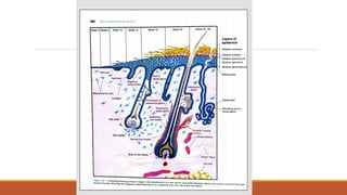 BIOLOGY AND DISORDERS OF SEBACEOUS GLAND [Autosaved].pptx