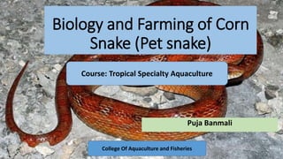 Biology and Farming of Corn
Snake (Pet snake)
Puja Banmali
Course: Tropical Specialty Aquaculture
College Of Aquaculture and Fisheries12/22/2020 1
 